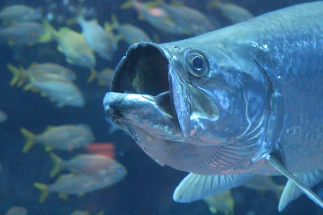a huge silver-scaled fish with its mouth open