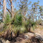 Grass trees and dry forest on ridge (201868)