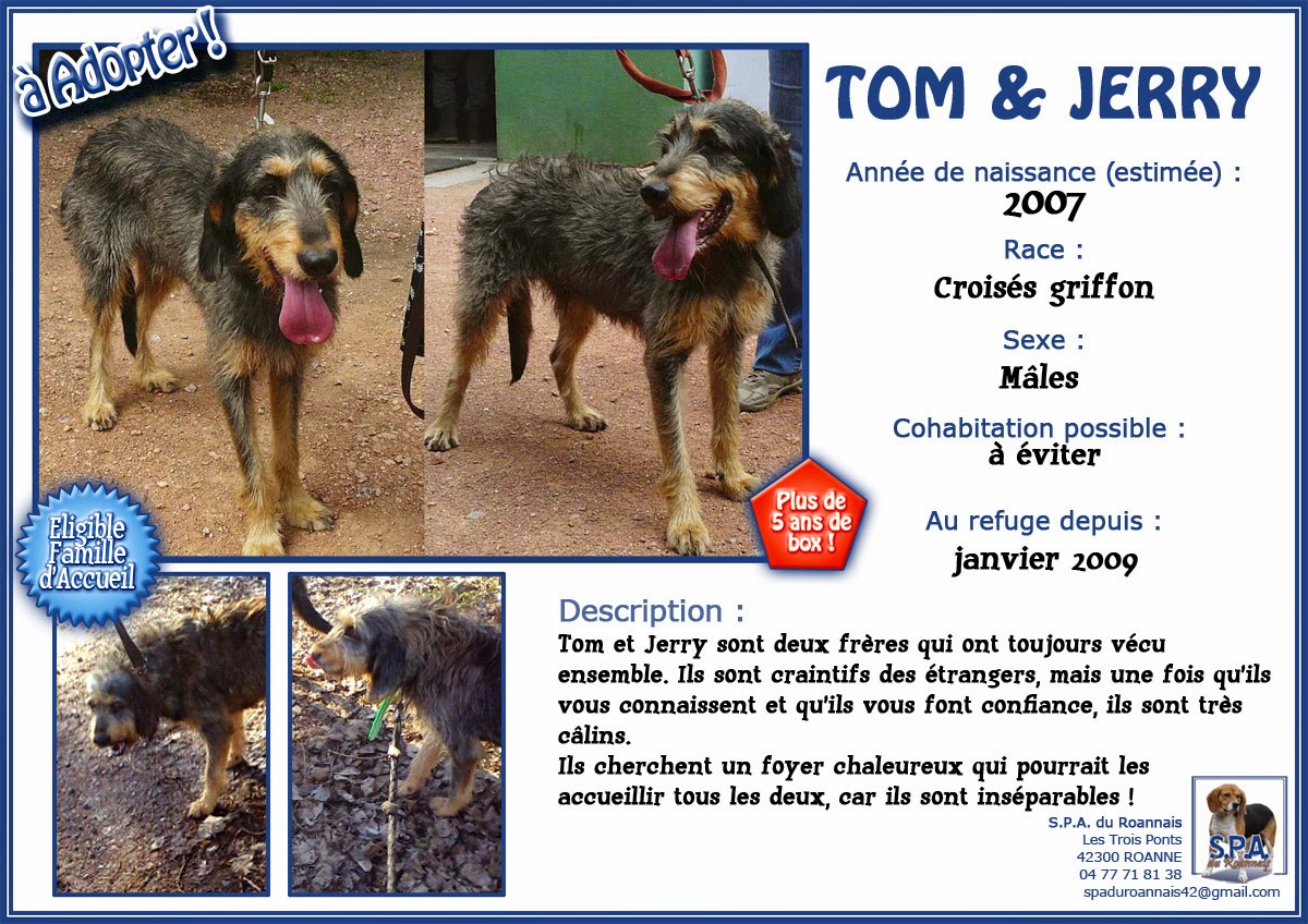 TOM et JERRY,  Griffon typés nivernais 11 ans (9  ans de refuge) adoptants ou famille d'accueil -  SPA DE ROANNE (42) Fiche-TOM%26JERRY-2007