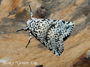 Noctuidae, Pantheinae, Trichosea sp (c.f. T. champa)