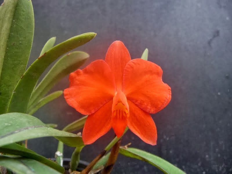 Cattleya (Sophronitis) coccinea  P1180736