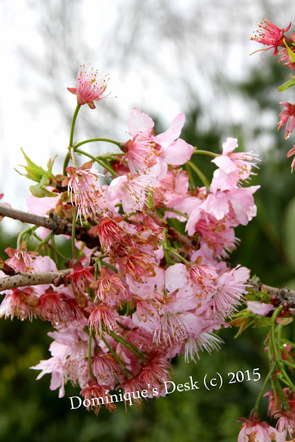 Light pink cherry blossoms