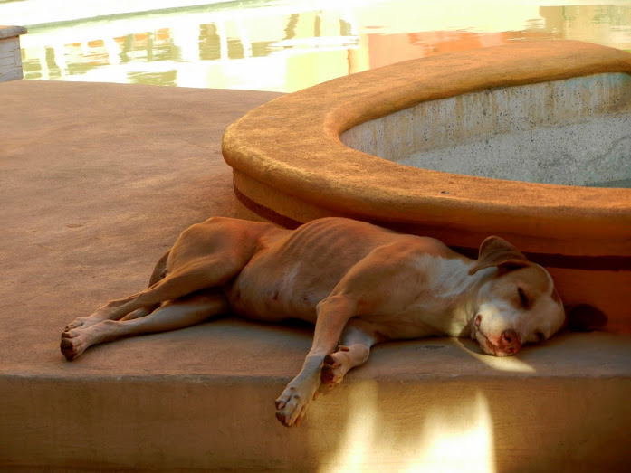 Escondido hound