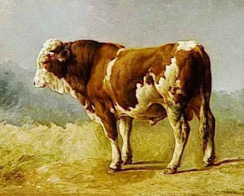 Bull Superstitions And Folklore