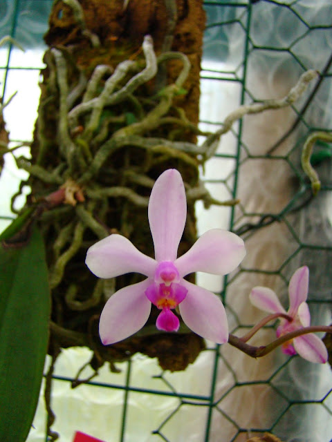 Phalaenopsis wilsonii DSC00834