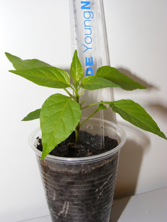 DSCF3880.JPG