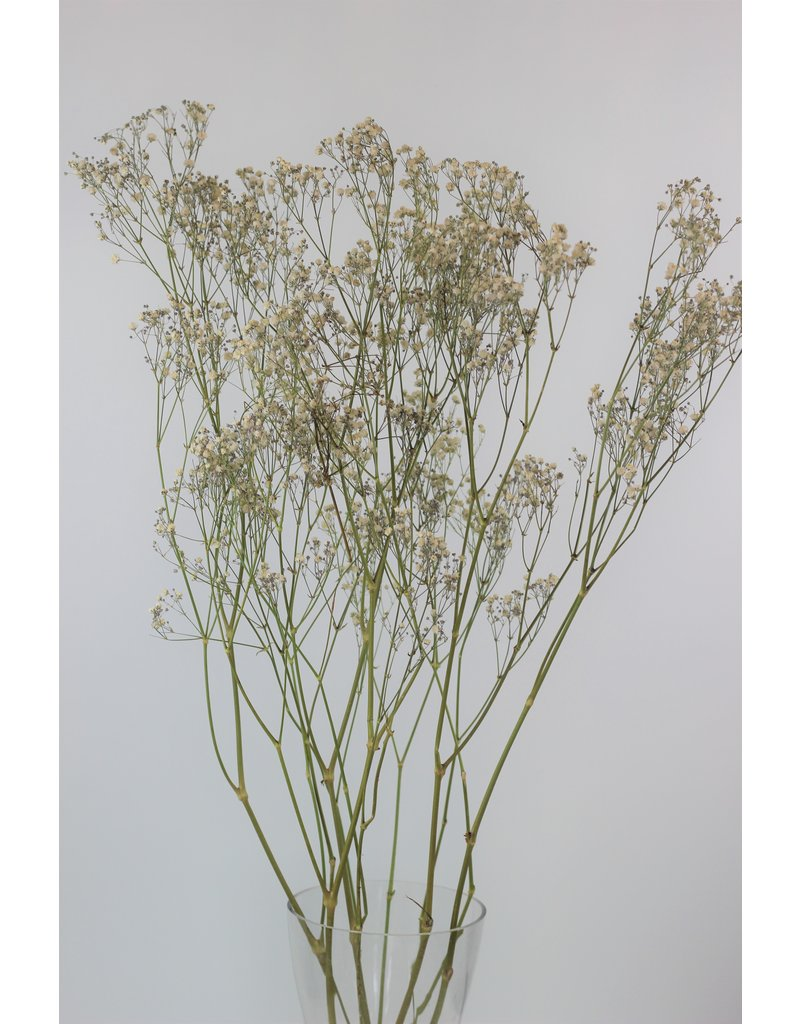 baby's breath natural bunch