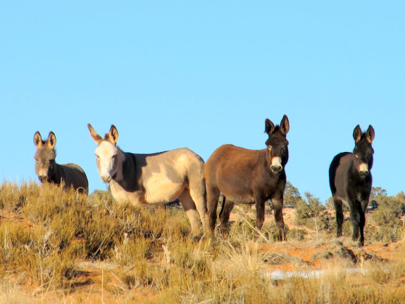 Wild burros
