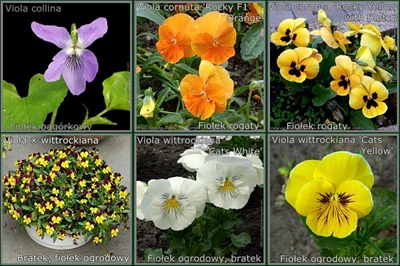See table varieties. Zobacz tabelę ułatwiającą rozpoznawanie odmian.