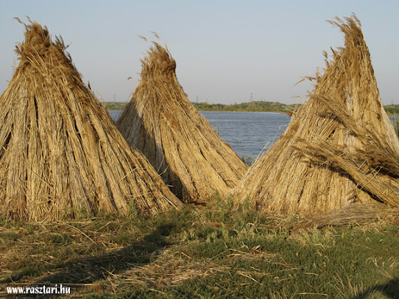 StrandHalasto41.jpg