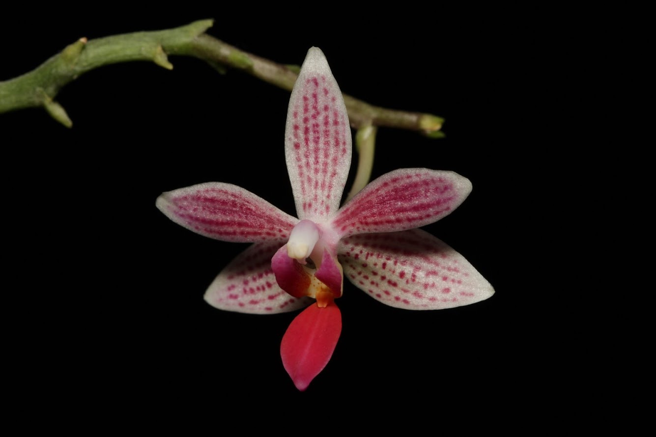 Phalaenopsis Little Sister (equestris x maculata) IMG_2966