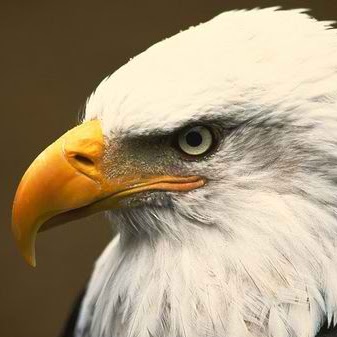Brave Eagle Photo 9