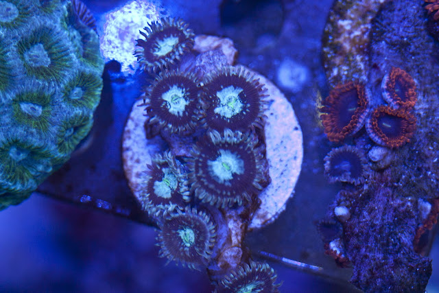 CRW 3937 - zoas and palys-  lps - sps - nightmares and people eaters!