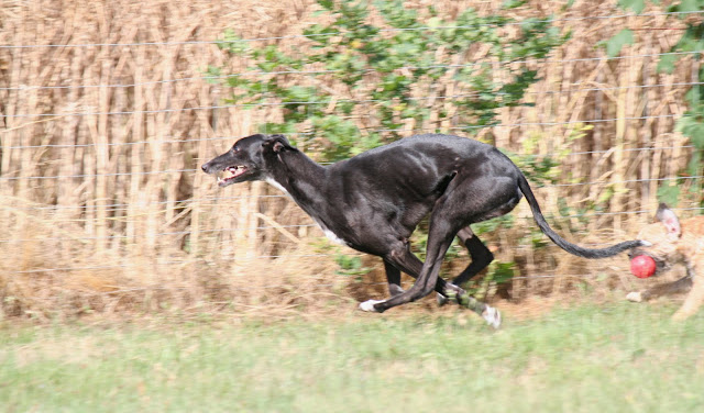 terrier - La meute (Border Terrier & Greyhound) IMG_1990