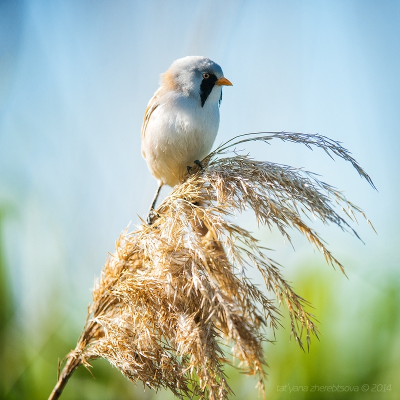 wildlife.crimea.ua
