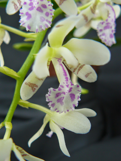 Phalaenopsis (Sedirea) japonica Aerides%2520japonicum%2520%25283%2529