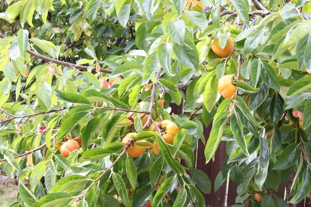 photo of a persimmon bush