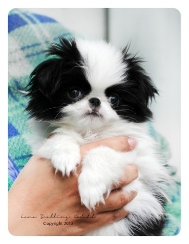 Vouges JAPANESE CHIN