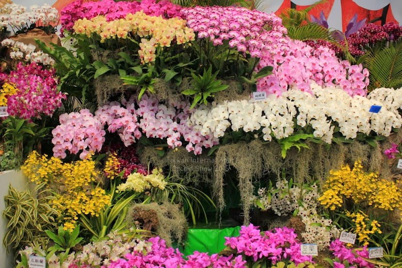 2015 台灣國際蘭花展時間