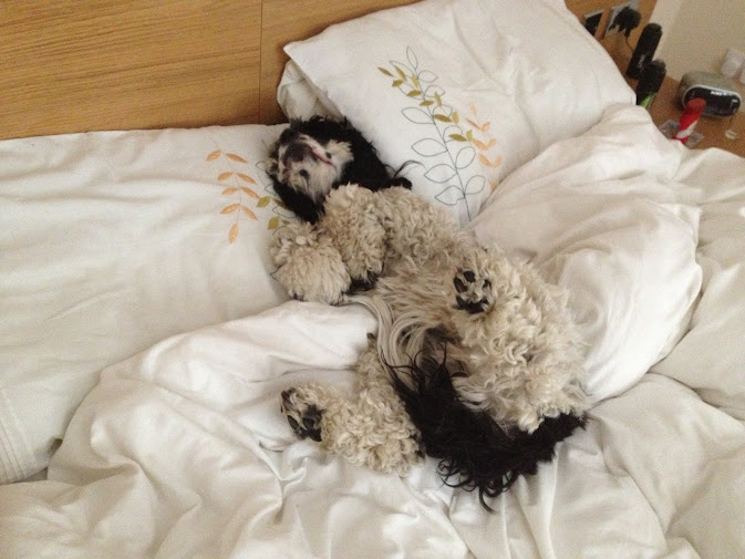 Charlie Brown American cocker spaniel, having a lie in