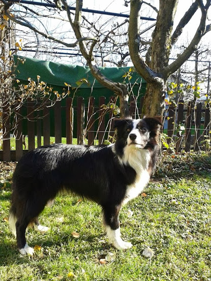 Chase - From Camilland's Border Collie kennel