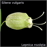 Silene vulgaris - Lepnica rozdęta