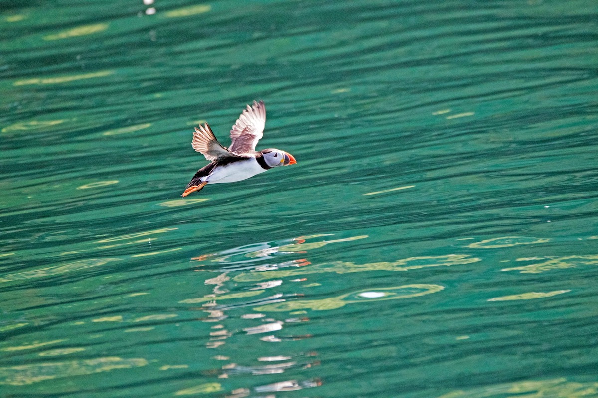 Puffin Flying