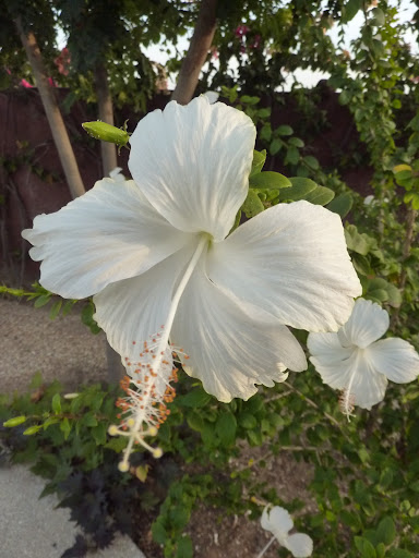 Mes hibiscus et moi...une longue histoire - Page 12 P1030568