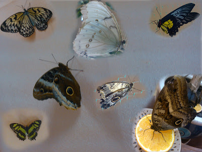 Тропические бабочки прилетели в Гомель 