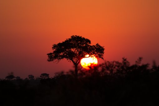 Céu totalmente em tons de vermelho, uma árvore ao meio com vegetação até metade do tronco e um enorme sol amarelo do lado direito, um pouco atrás da árvore.