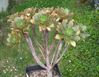 [Aeonium spathulifolium] ? Aeonium_spathulifolium