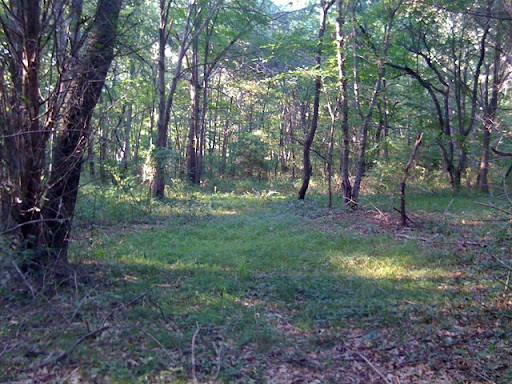 At least once this summer I was able to visit the forest behind the home where I grew up (in Westerly, Rhode Island) to relive some of its wonders. At least once this summer I was able to visit the forest behind the home where I grew up (in Westerly, Rhode Island) to relive some of its wonders.