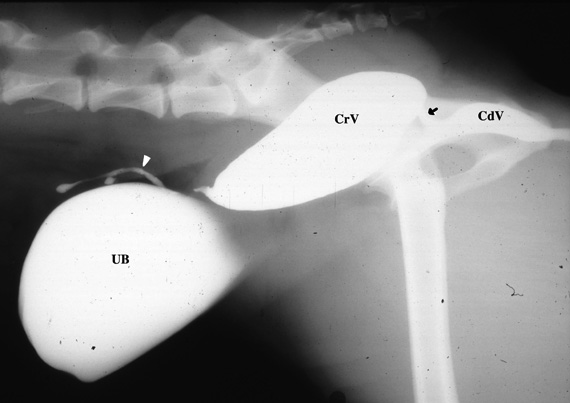 Estudio radiográfico de una hembra canina pseudohermafrodita presentada con genitales externos ambiguos e incontinencia urinaria