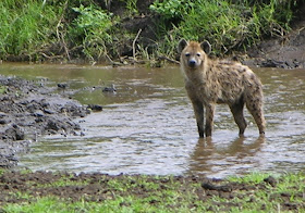 Wildlife Photos of Hyena