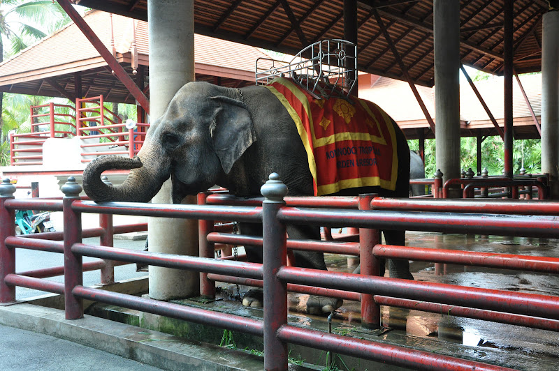 Слон в парке Нонг Нуч