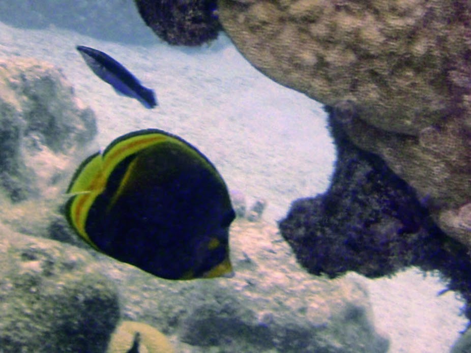Chaetodon flavirostris (Dusky Butterflyfish), Rarotonga.