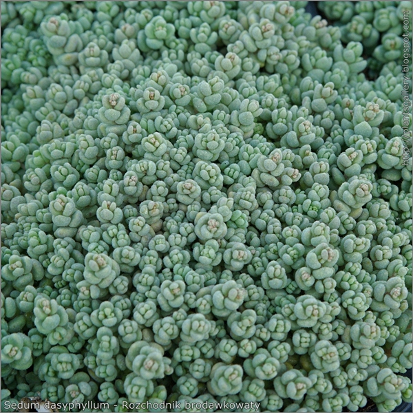 Sedum dasyphyllum - Rozchodnik brodawkowaty