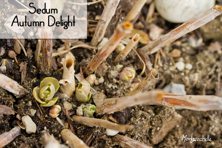Hylotelephium (grand Sedum) Autumn Delight  Sedum-autumn-delight-120404_38RM