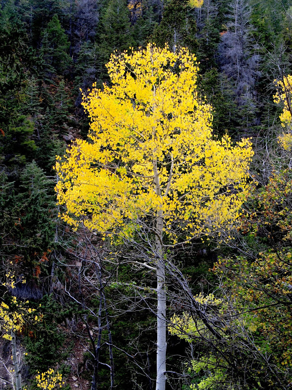 Lone yellow aspen