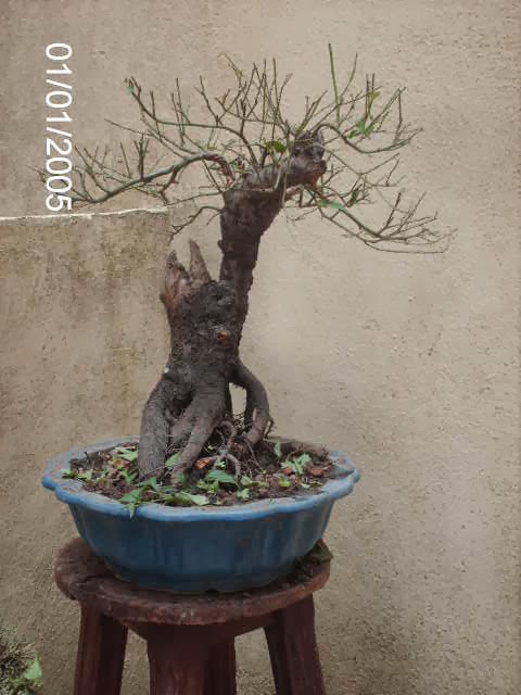 Prunus Serrulata Mume-Umê I ... PICT2375