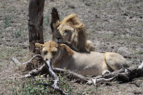 Wildlife Photos of African Lion, How do lions have sex?