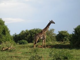 Wildlife Photos of Giraffe