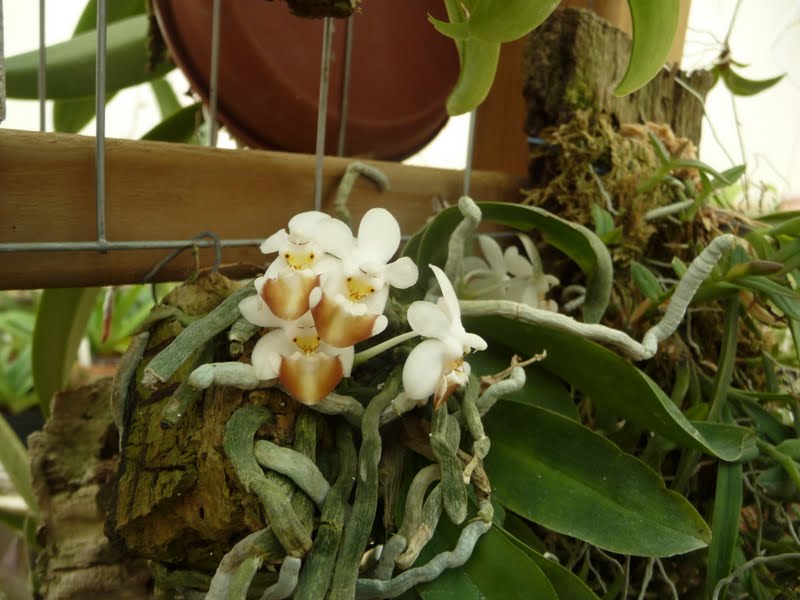 Phalaenopsis lobbii P1150122