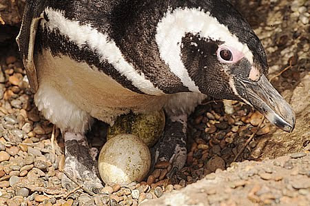Pingüinos incubando en las Pingüineras del litoral Patagónico
