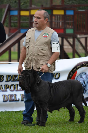 8° MATCH + CLUB DEL MASTINO NAPOLETANO DEL PERU + FOTOS DSC_3641