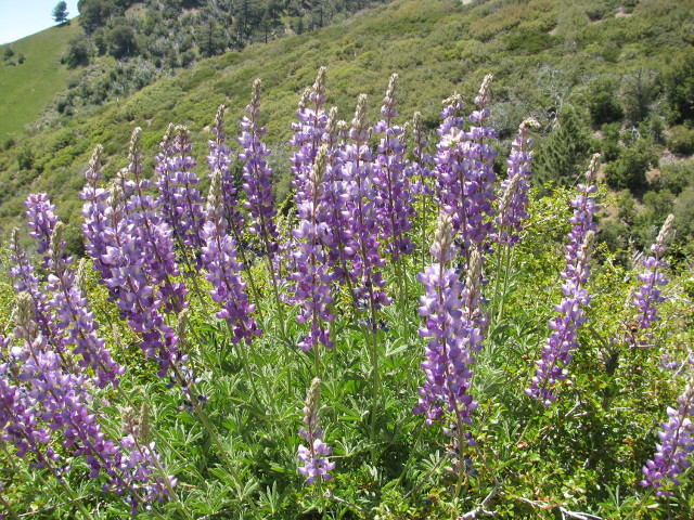 a lupin plant