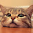 Derek Sheh avatar image
