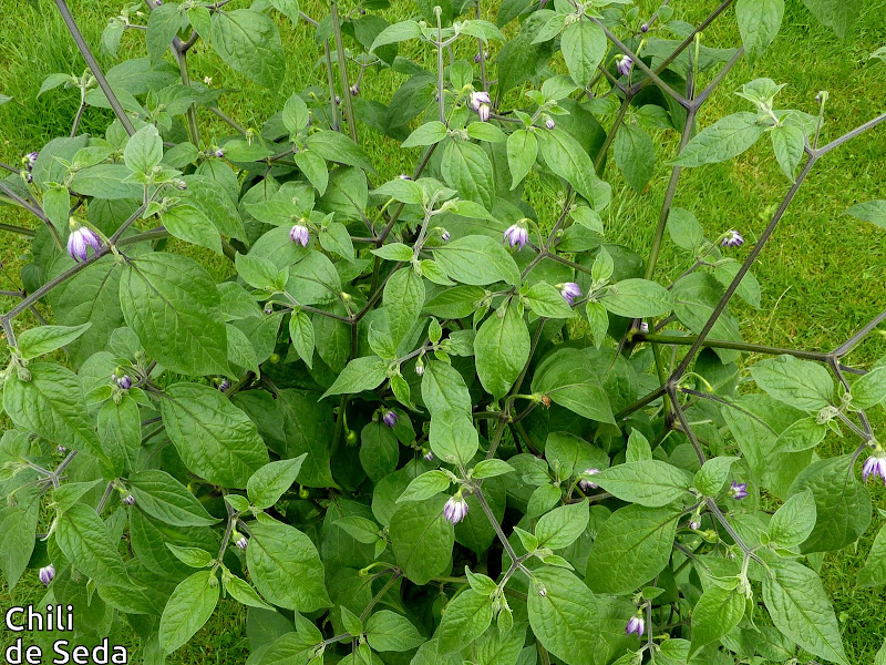 P1110549.JPG