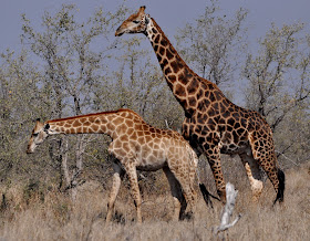 Wildlife Photos of Giraffe (South Africa)