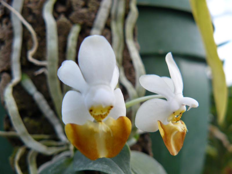 Phalaenopsis lobbii f. flava P1050105